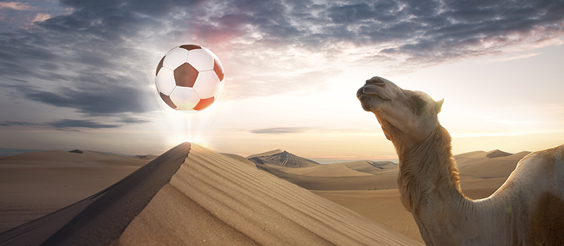 camelo no deserto do catar para a copa do mundo 2022